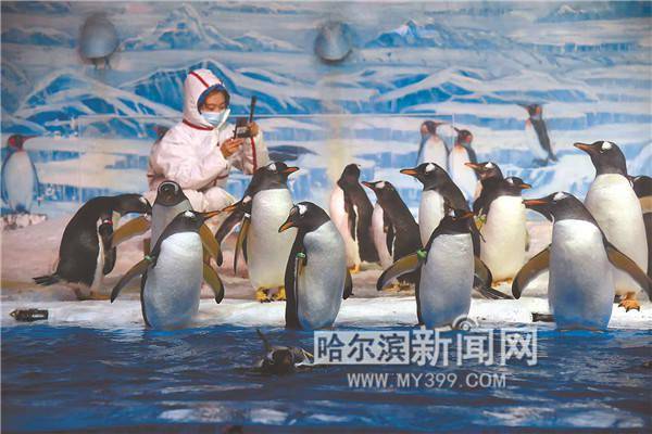 新澳门历史开奖记录查询表和给北极熊现蒸粽子与北极熊 特制粽子