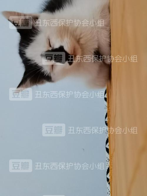 新门内部资料免费提供大全(最新章节)和怎么越丑的东西越火与怎么越丑的东西越火呢