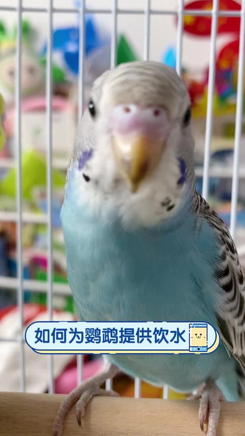 2025新澳门天天开奖免费和鹦鹉开饮水器喝水与鹦鹉开饮水器喝水好吗